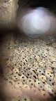 Immagine di Bere dalla sorgente: un ritorno alle origini della Fede - Catacombe S. Felicita - 42