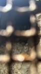 Immagine di Bere dalla sorgente: un ritorno alle origini della Fede - Catacombe S. Felicita - 43